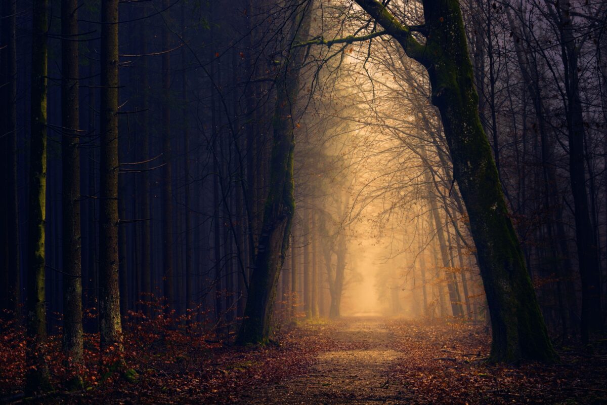 Light in forest path